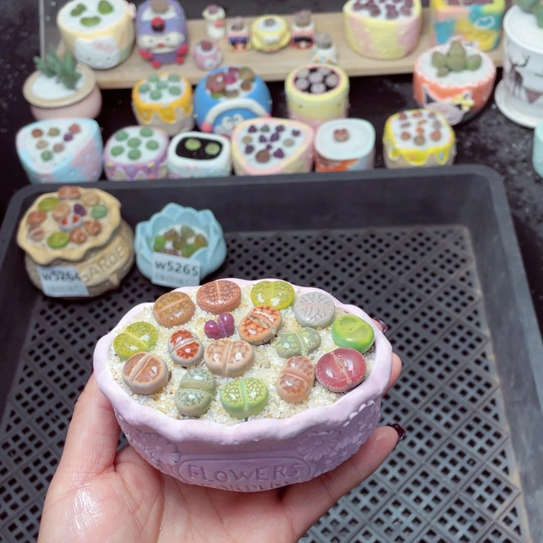 w5266 -零下地区拍保温箱-15支持寄养