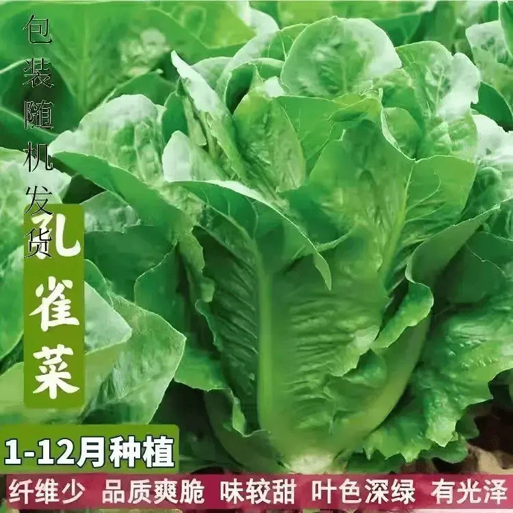 【2000粒种子】四季孔雀菜种子罗马菜脆甜直立生生菜沙拉菜种子