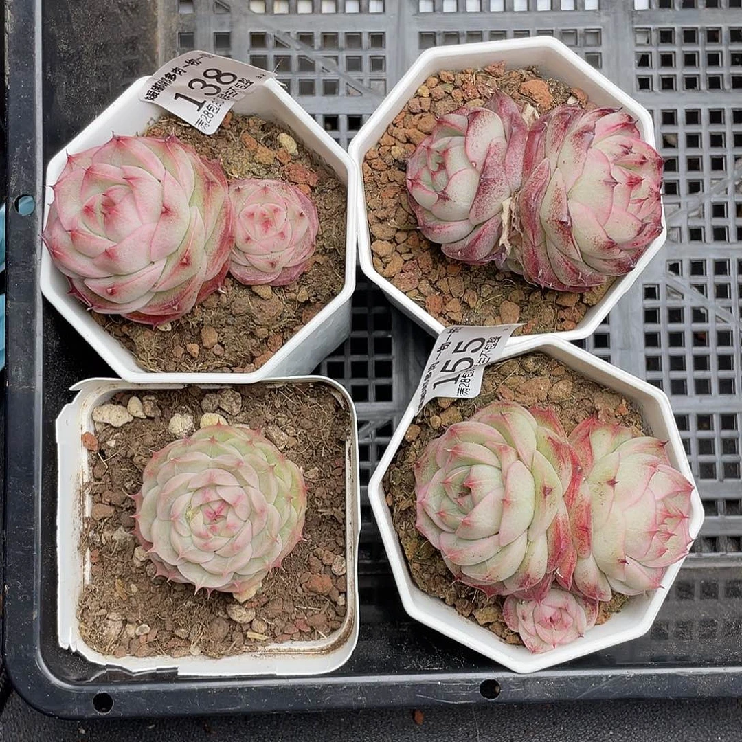 爱***烫3.5一物一拍精品美肉
