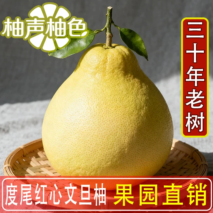 福建仙游文旦柚正宗老树柚子儿童孕妇新鲜应季水果福建度尾文旦柚