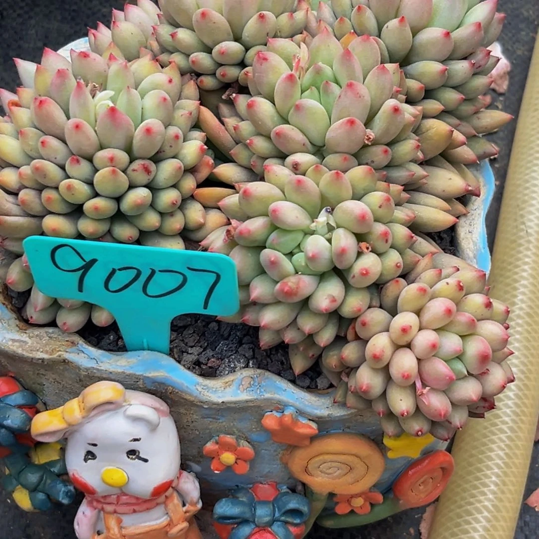 双*鱼9007下午多肉植物群生