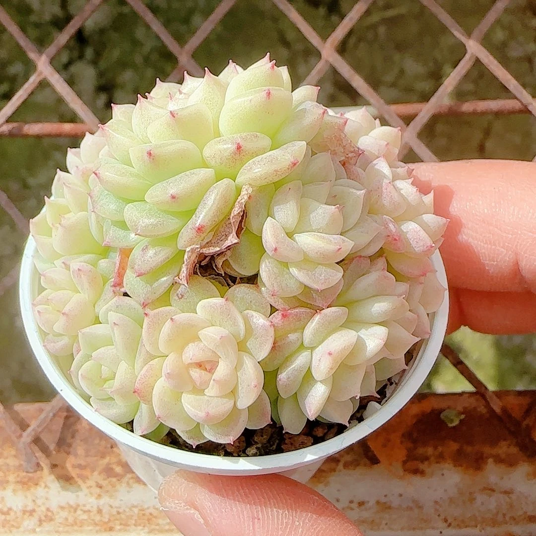 1125-118（xx-58）优选