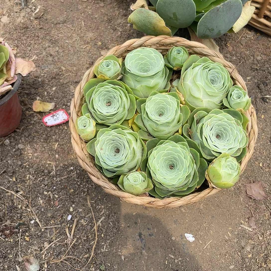 山地玫瑰7颗单头带篮子