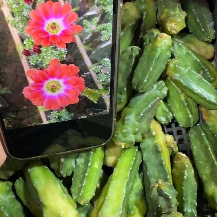 206橘水仙无根侧牙5公分左右一个