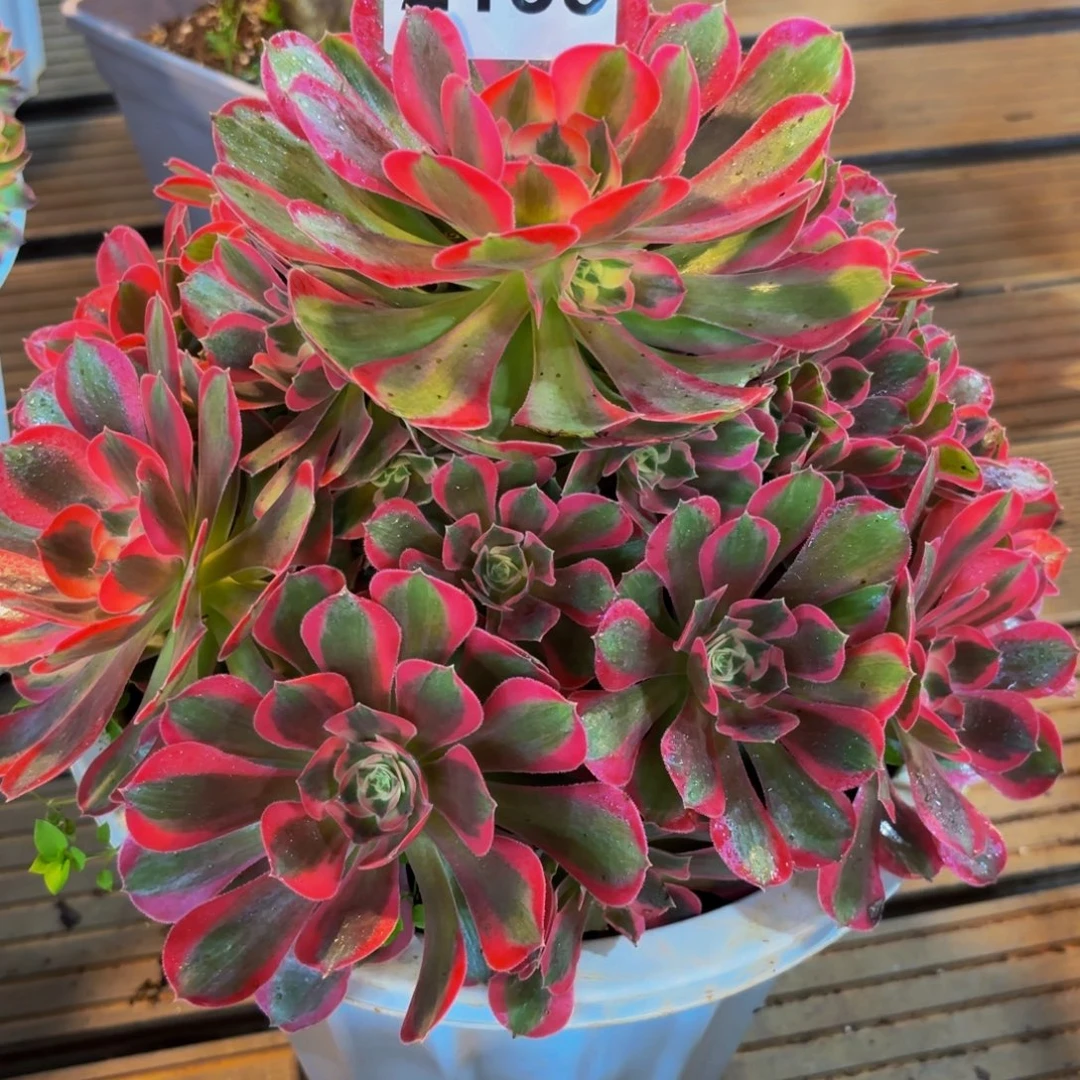 y***y2135多肉植物男神