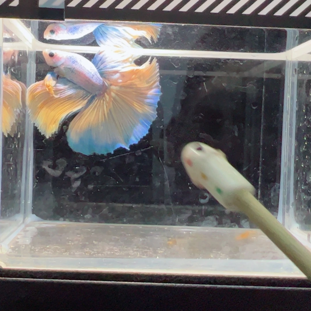 斗鱼浅色仙仙裙特殊尾