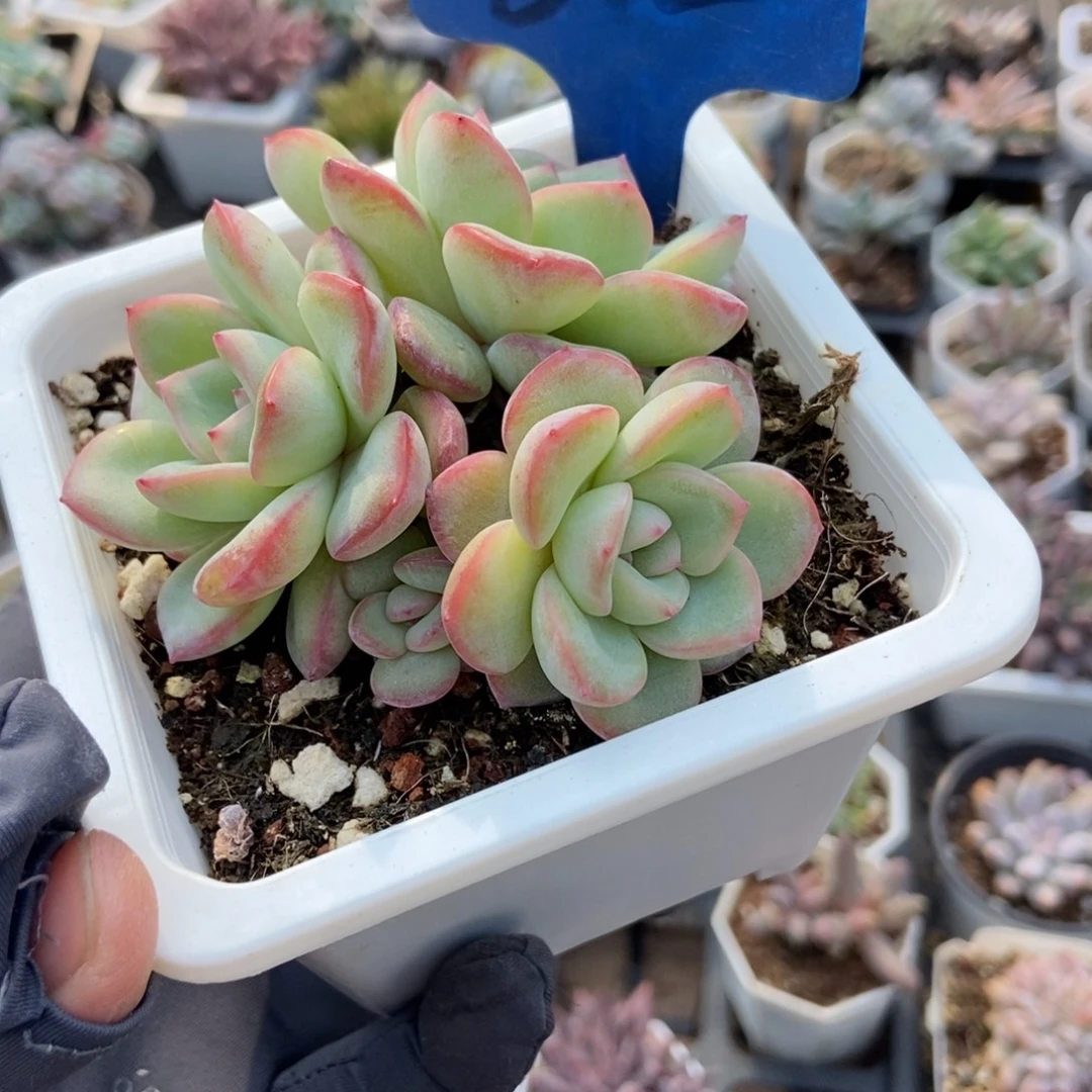 12泡芙多肉植物多肉