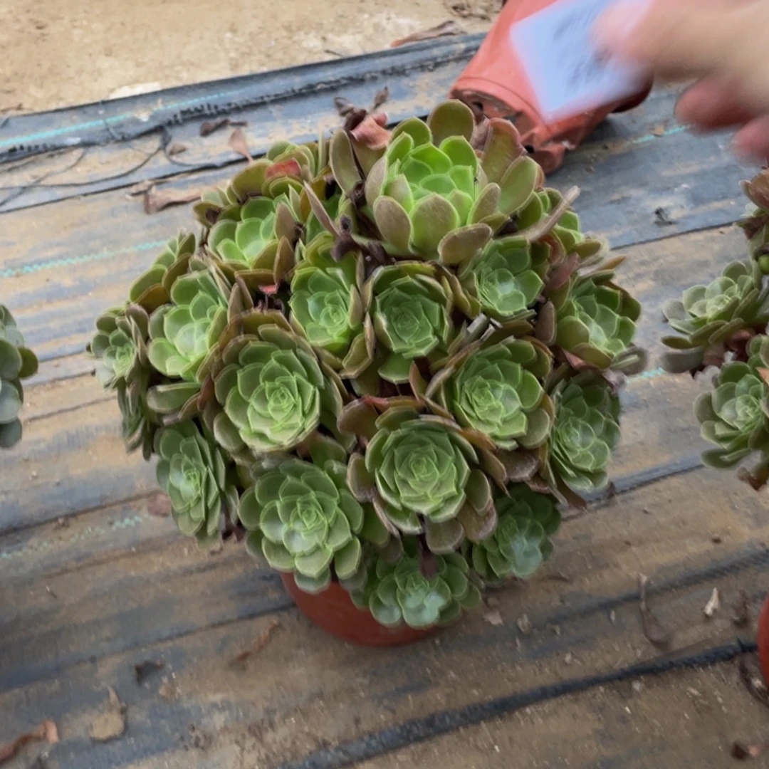 3878荷兰法师多肉断枝不包