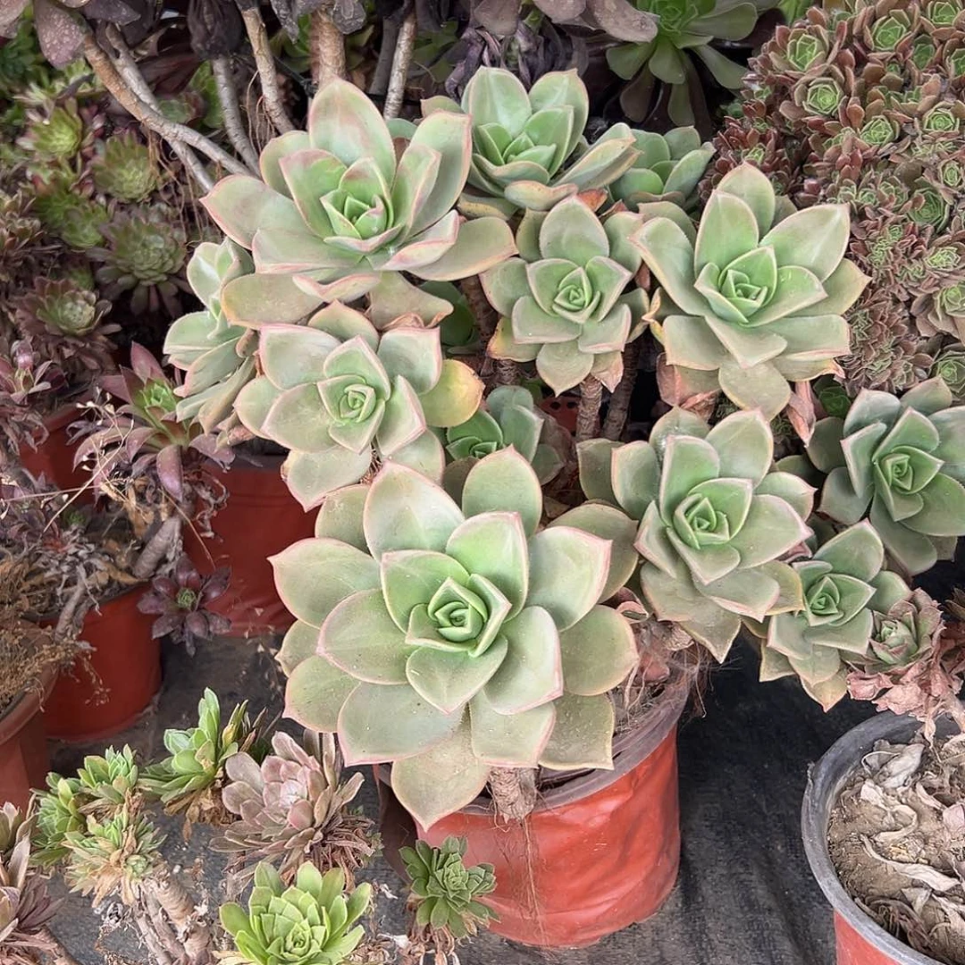 多肉植物富贵老庄