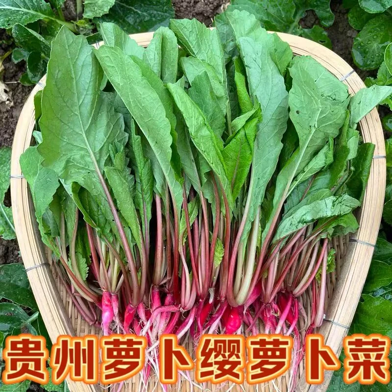【顺丰包邮】新鲜萝卜樱萝卜菜萝卜幼苗菜小红萝卜苗菜贵州萝卜菜