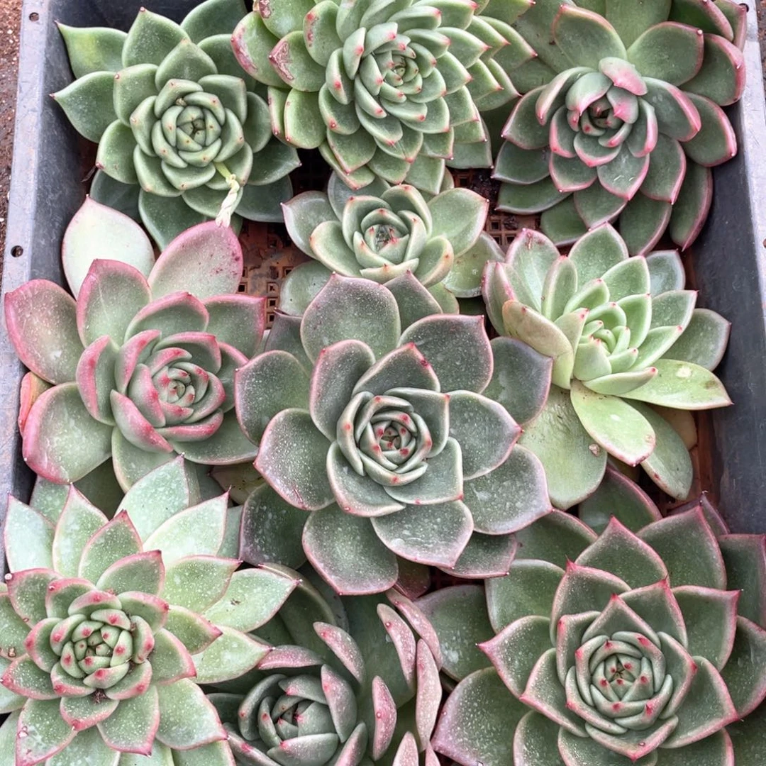 多肉植物多肉植物1918