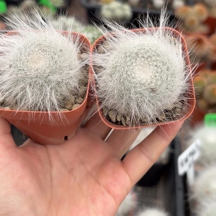 二个实生雪猿玉翁好养