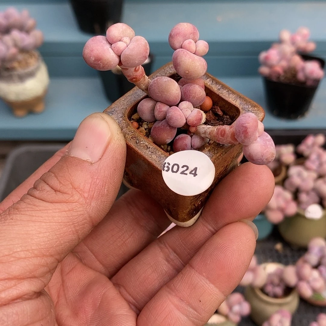 樱*6024腰子桃蛋22带盆