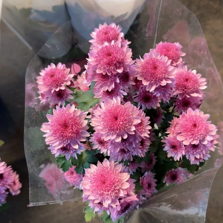 原盆原土｜荷兰菊深粉草莓心