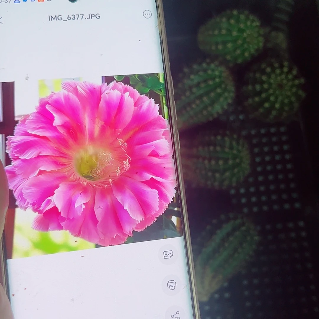 彩草云端侧芽底部小斑