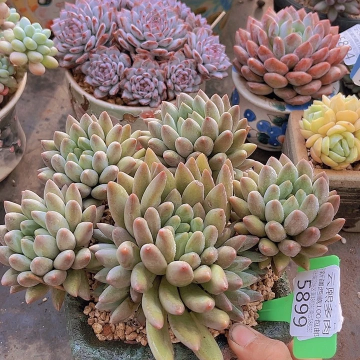 5899水晶球。