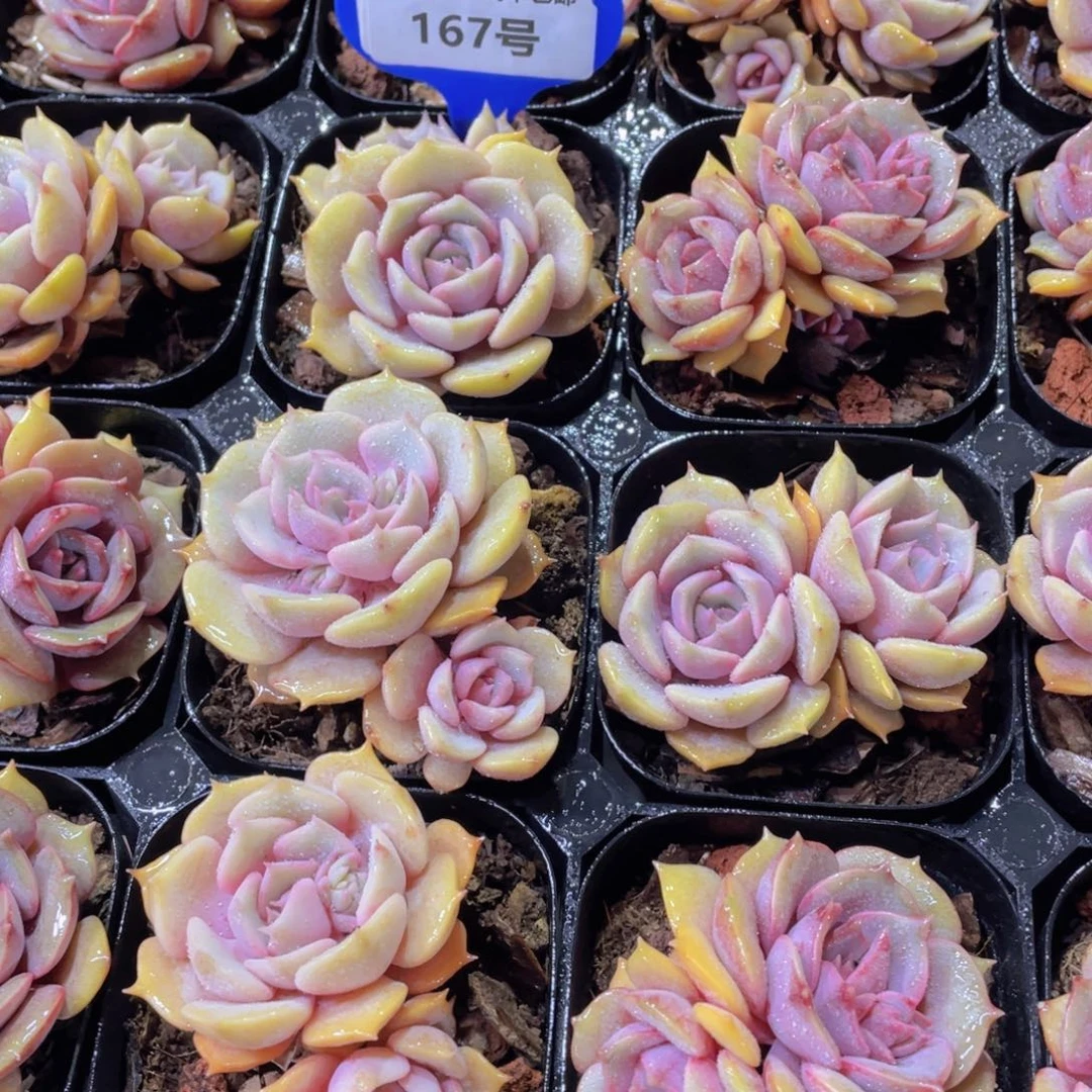 167号飘枝粉蝶双头起一个