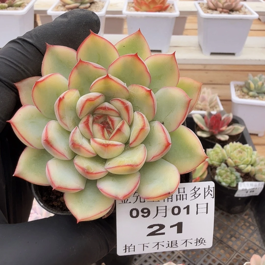 0901-21荷花黄锦单头