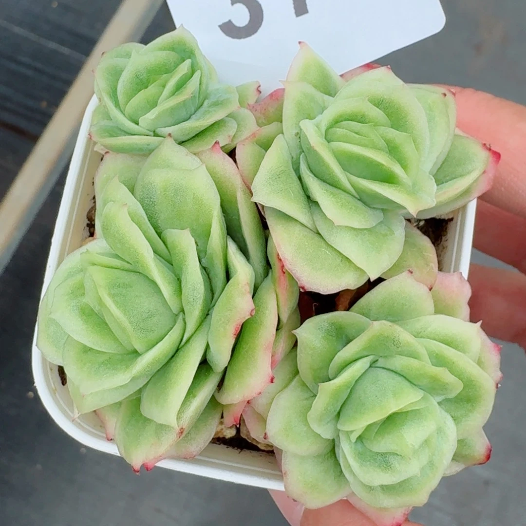 冰玫瑰锦            精美多肉植物