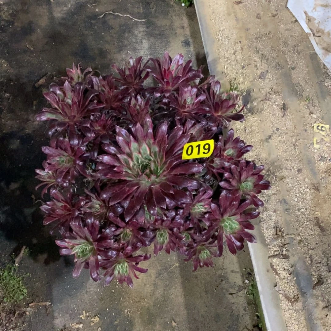 孔雀锦多肉法师019