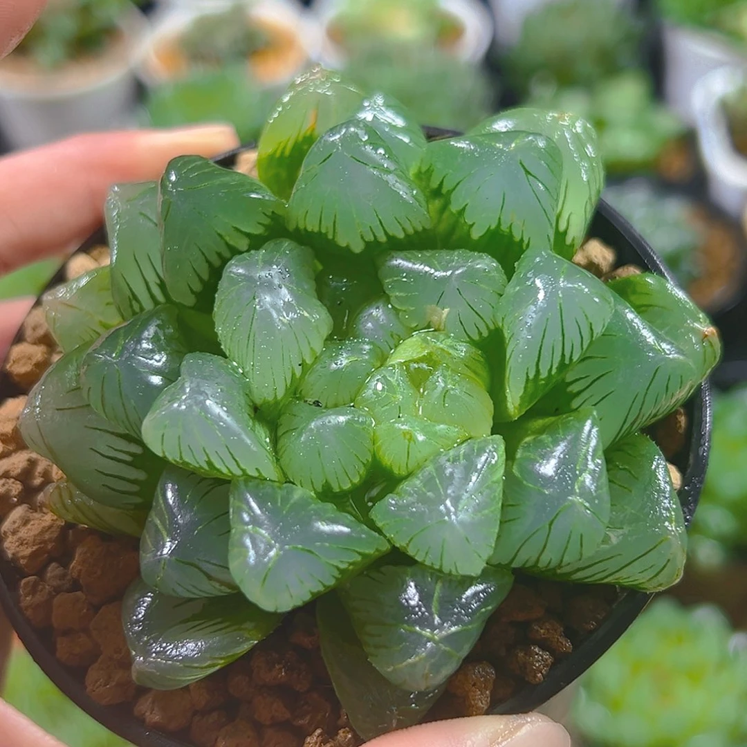 5414玉露多肉植物一颗