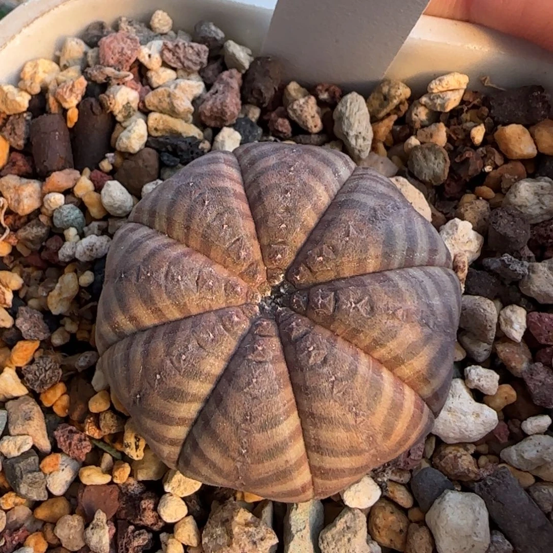 20脱土发 神玉实生