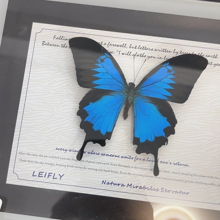 -***-蝴蝶标本定制150@