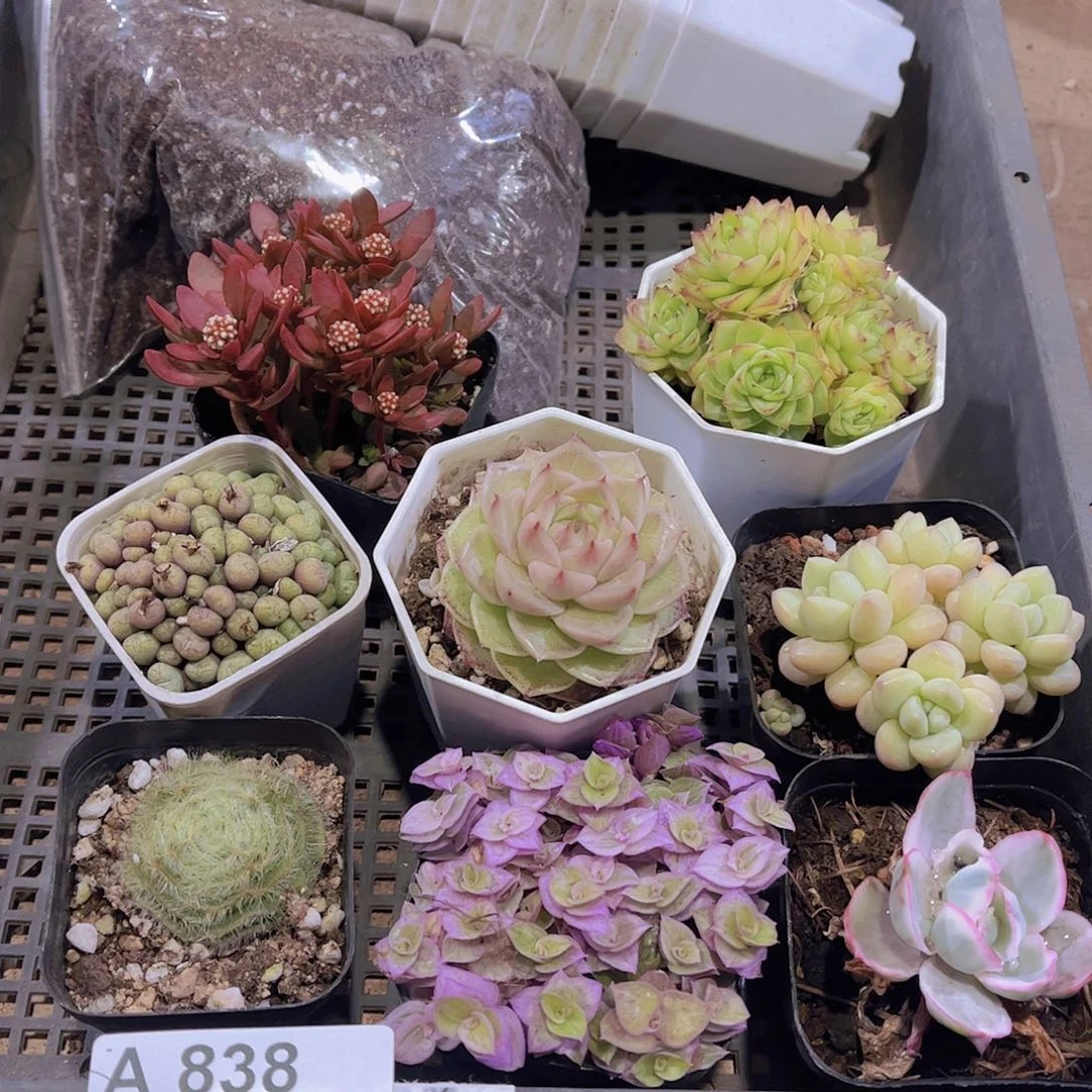 多肉838多肉植物