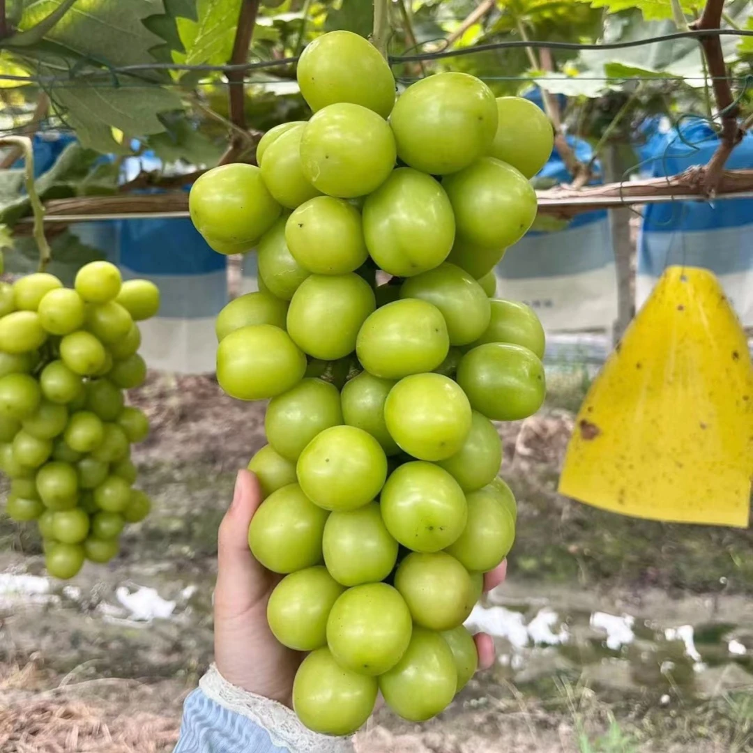 阳光玫瑰葡萄树苗果树果苗盆栽南方种植巨峰无籽夏黑葡萄老桩树苗