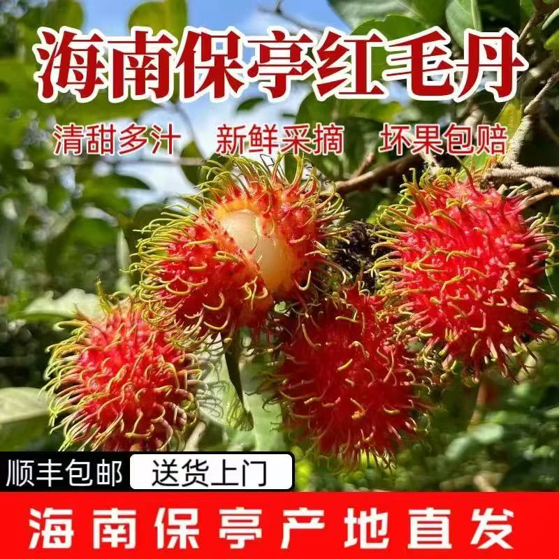顺丰空运红毛丹海南保亭红毛丹新鲜当季水果海南水果毛荔枝鲜甜