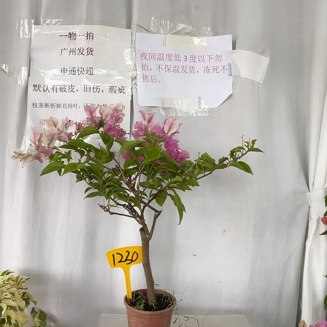 当前无花栽培后可以开花1230章红樱