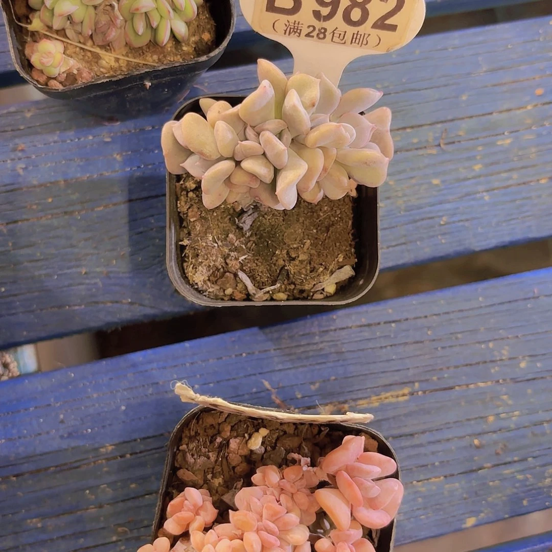 长****ᗢB982雪精灵缀一物一拍