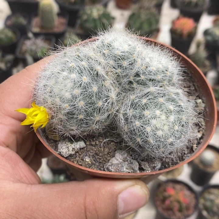 实生芳香丸群特价福利