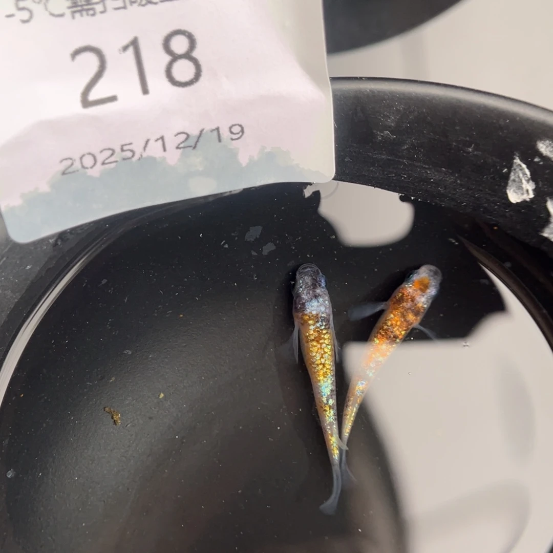 青鳉鱼218月华海王星一对