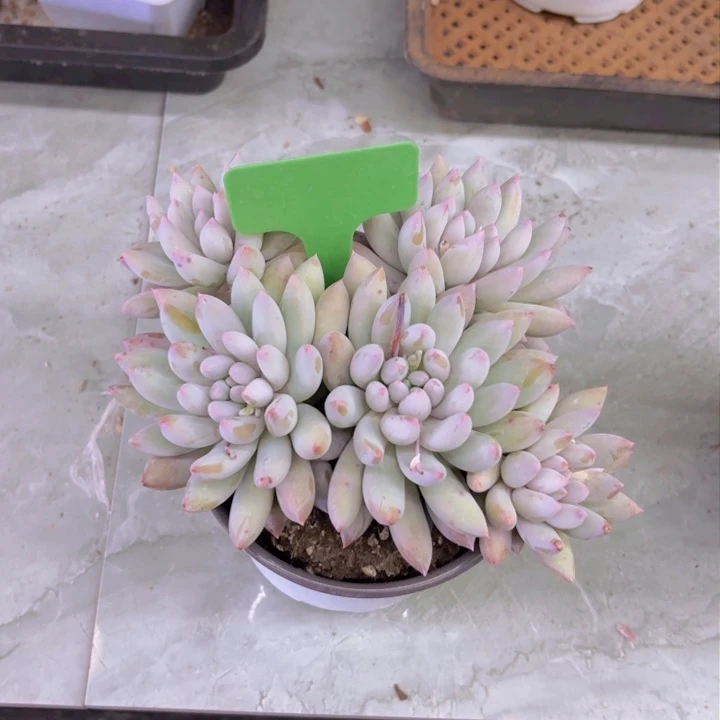槿我的小可爱们都好可爱