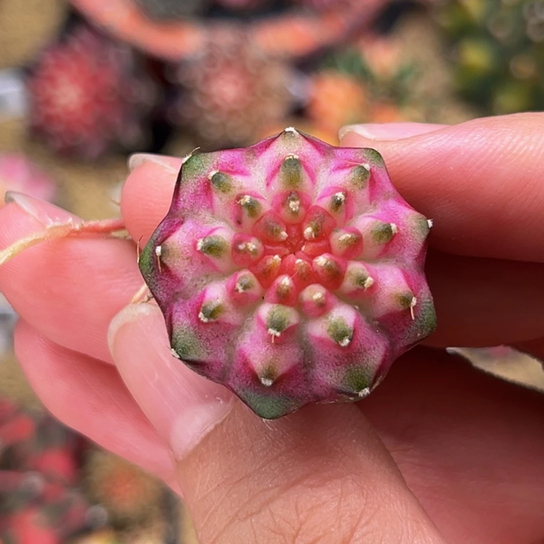 樱花钻石轮回 米哈仙人球