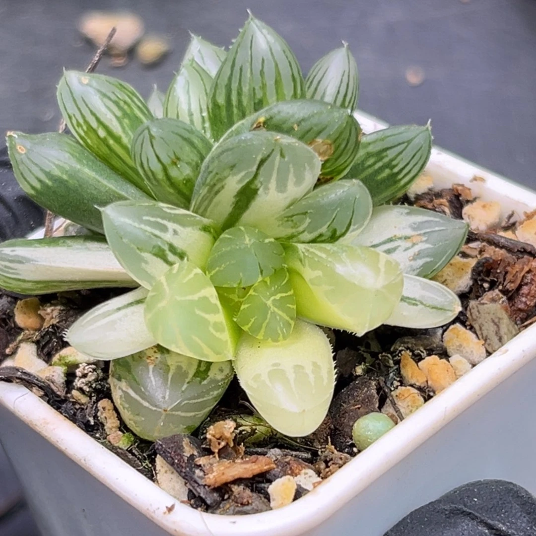 恭喜发财大吉大利0419