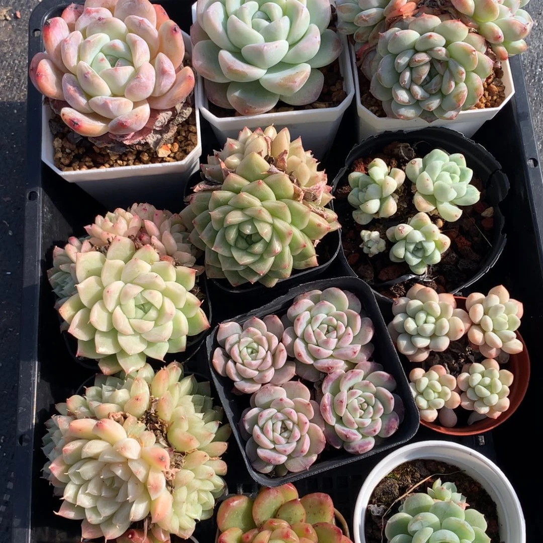 1218-35 套餐一组