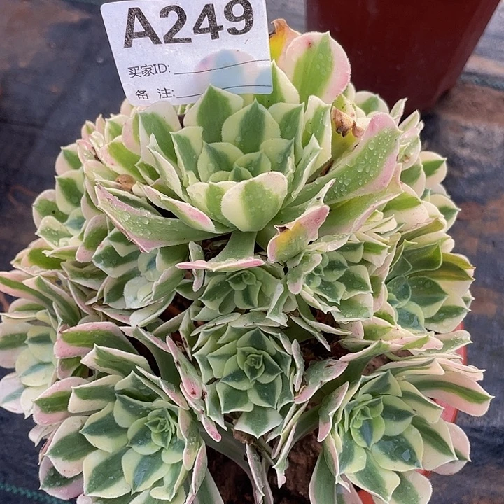 249白凤11111多肉