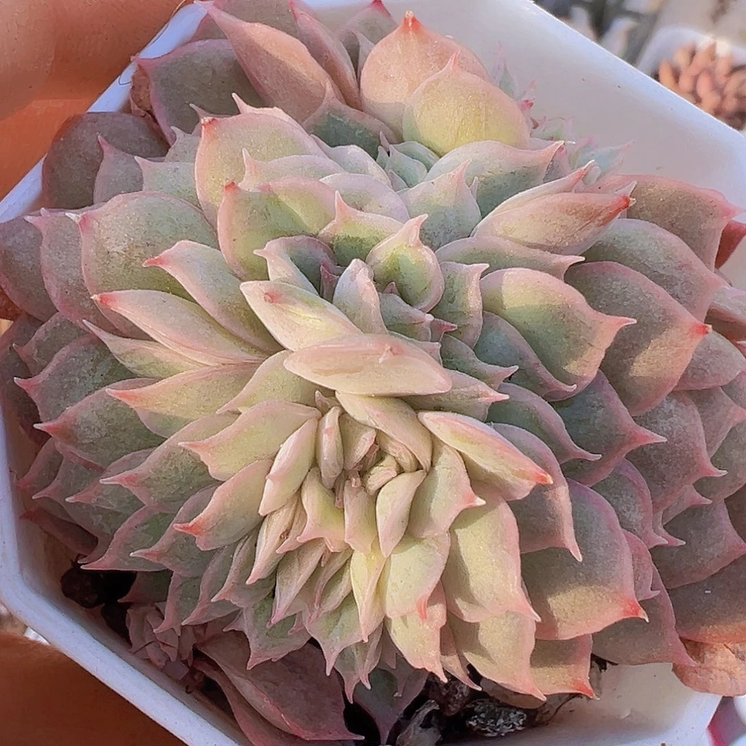 昂斯诺缀化19包邮多肉