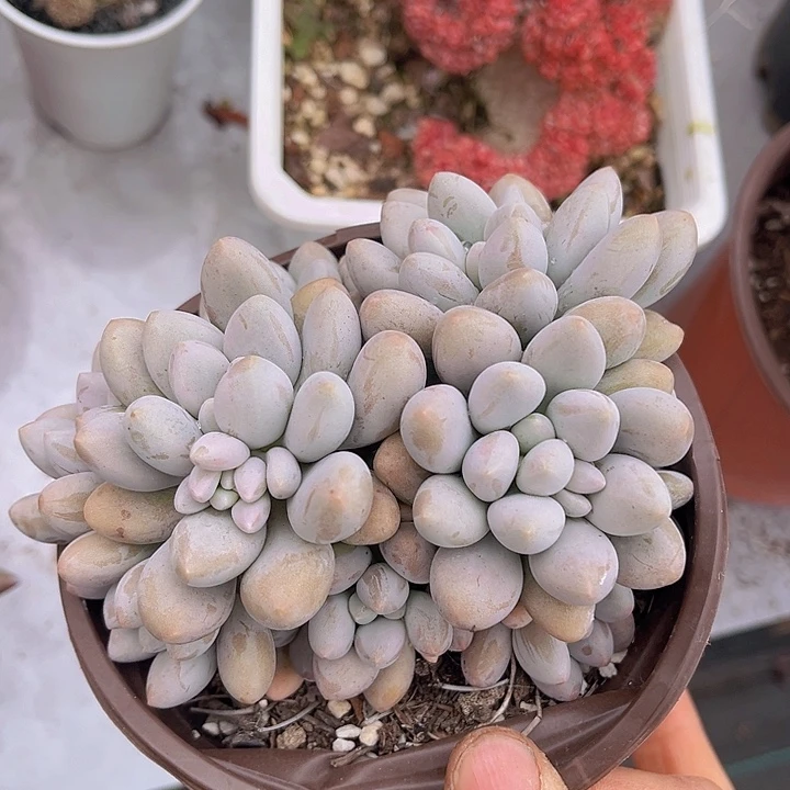 粉恋18108多肉植物