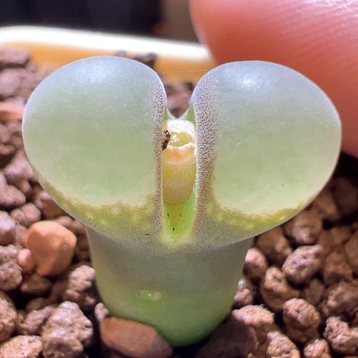 720.  八八折后价。 四年母本b23.  超透窗。