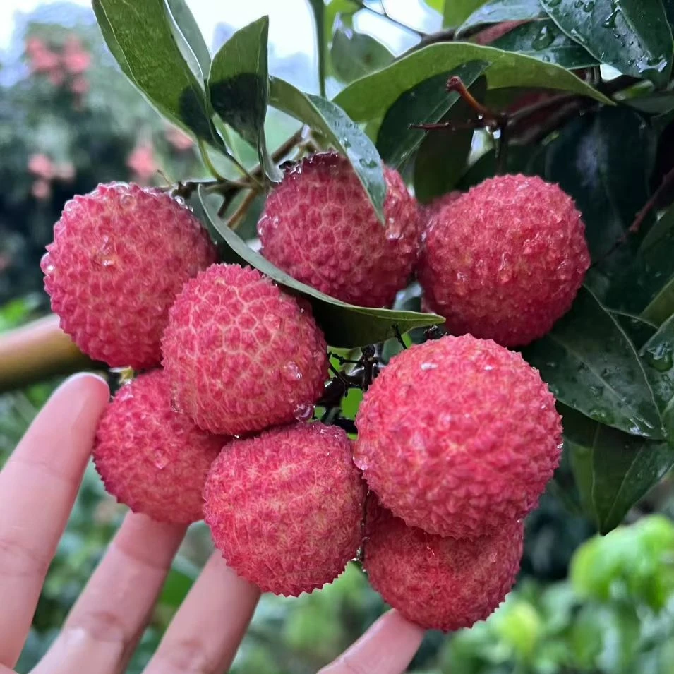《带绿》合江荔枝脆甜化渣顺丰包邮4.5斤