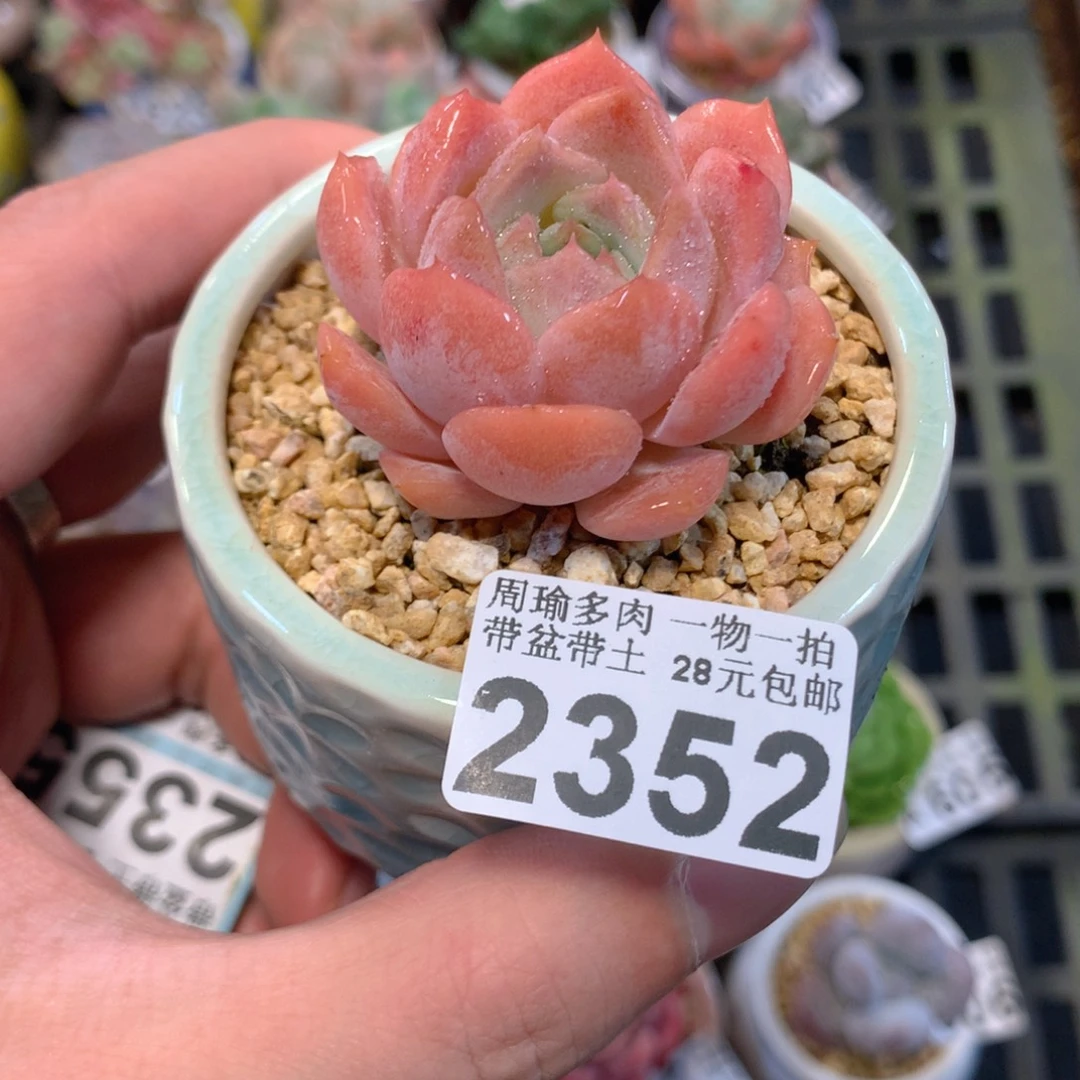 5厘米盆厘米多肉2352