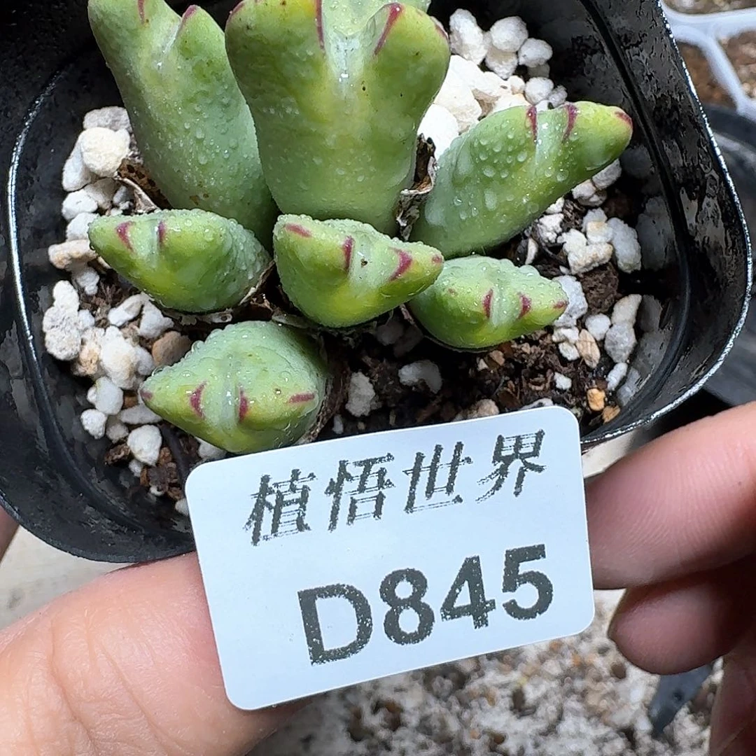 845盒多肉植物哇gv