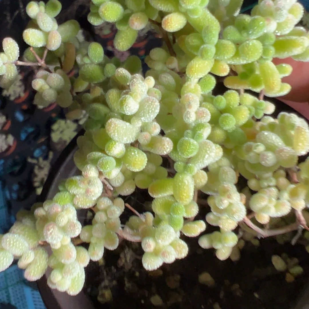 冰糖锦90杯老桩福利