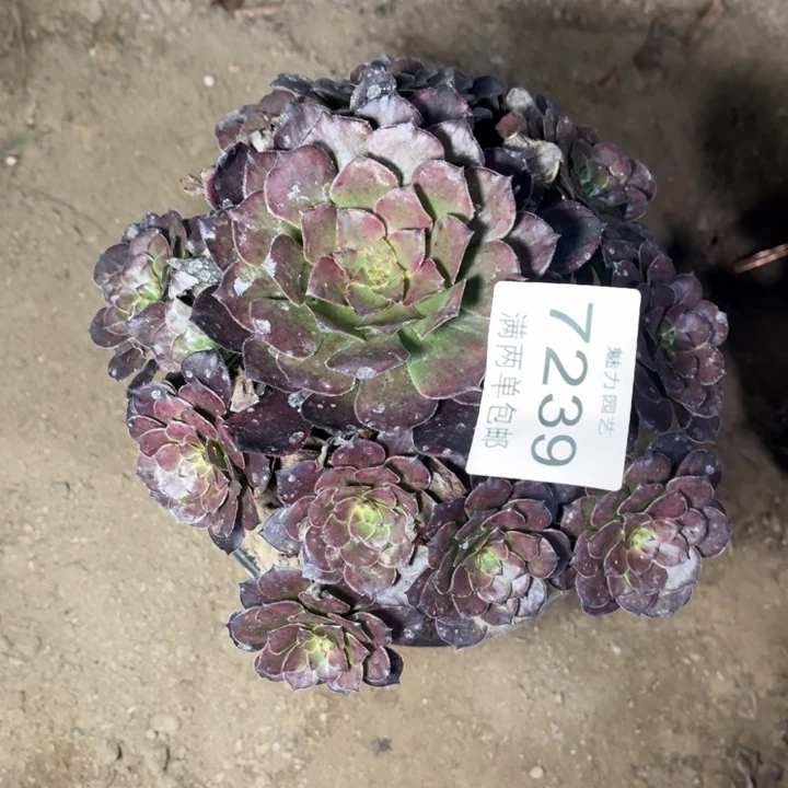 7239烟花的人多肉的