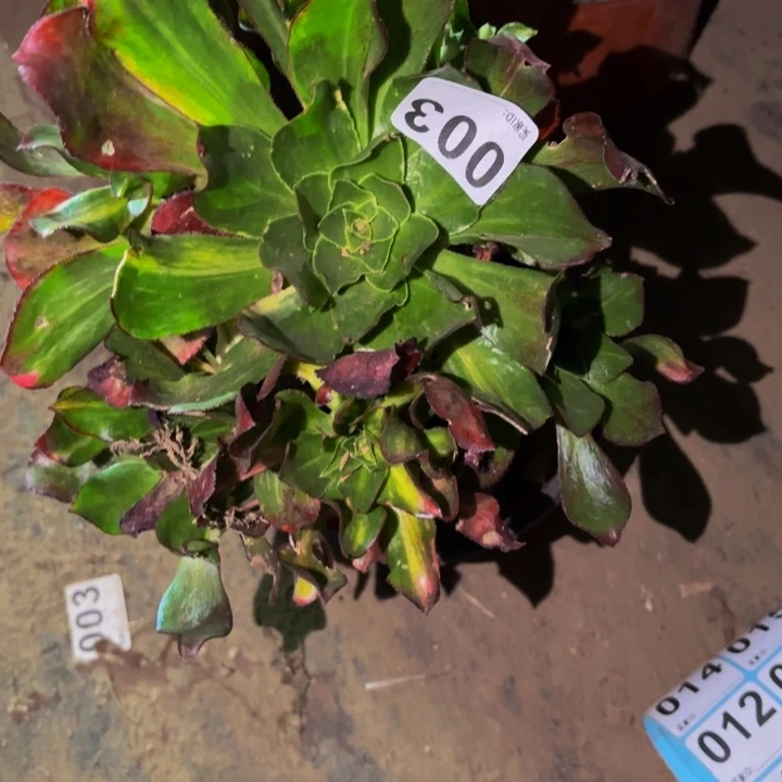 003魅影七彩多肉植物不售后