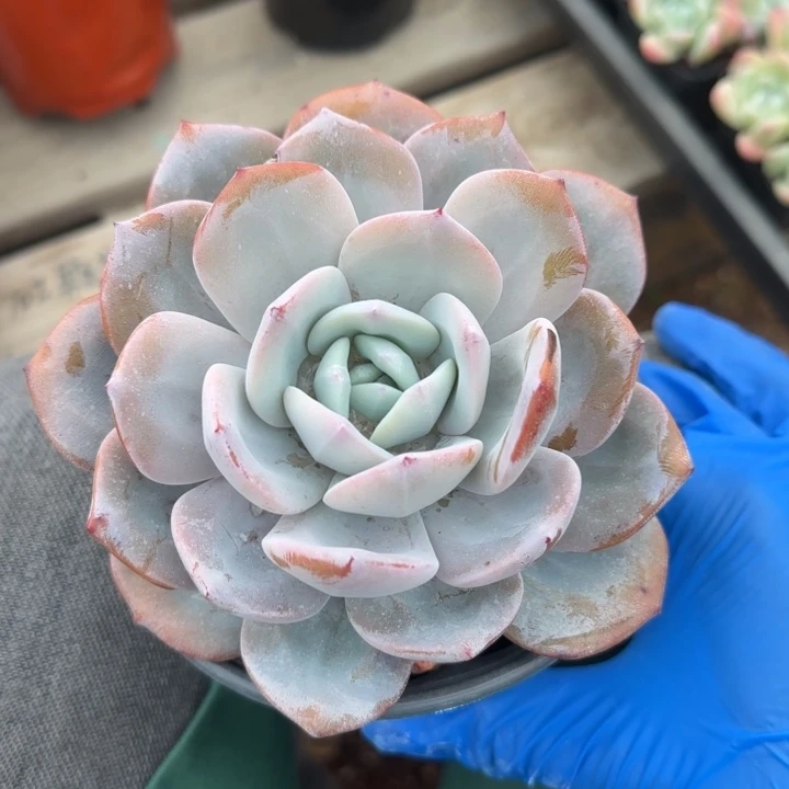 老庄奶茶单头五十包邮老桩