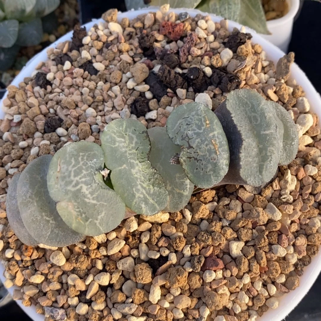 大宽叶浮躁玉扇一颗